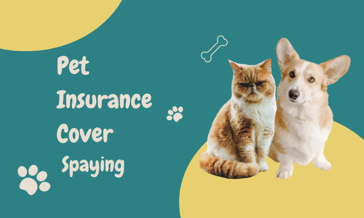 pet insurance